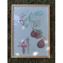 Natureza Viva quadro com moldura